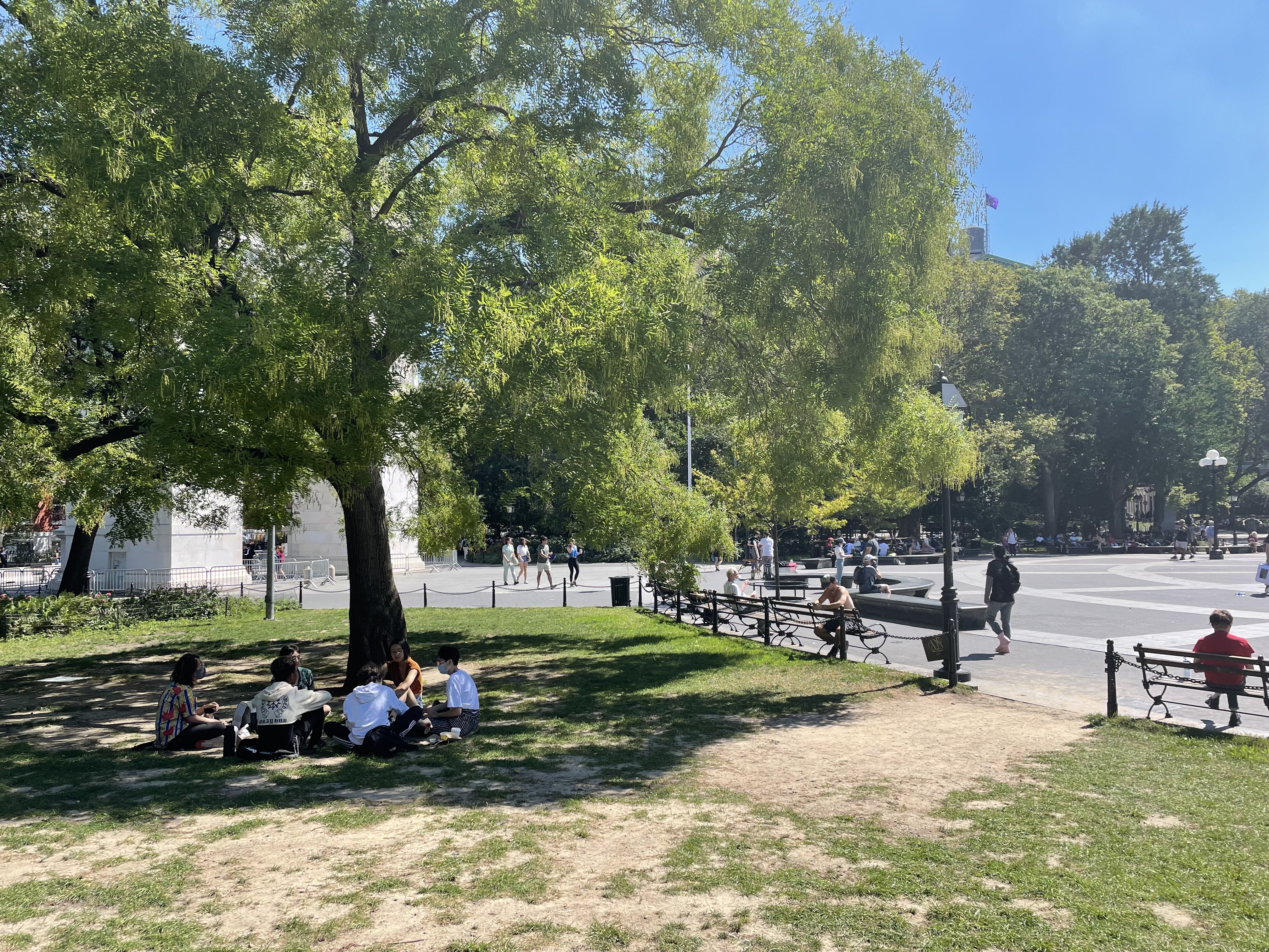 Students studying under a tree